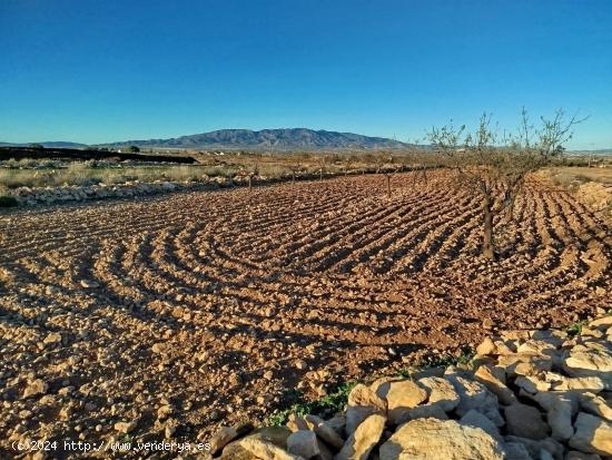 TERRENO CON ALMENDROS - MURCIA