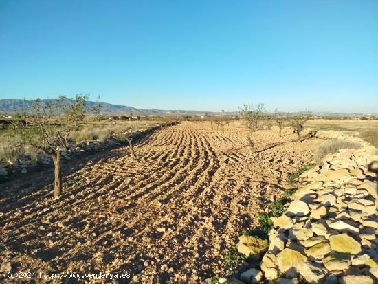 TERRENO CON ALMENDROS - MURCIA