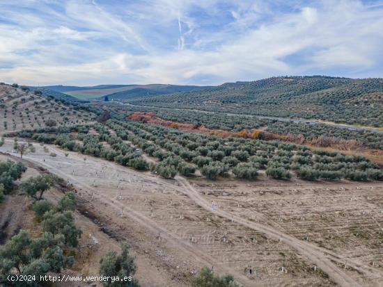  FINCA DE OLIVOS  Y ALMENDROS EN VEGAS DEL GENIL - GRANADA 