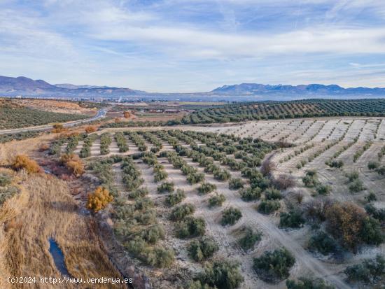 FINCA DE OLIVOS  Y ALMENDROS EN VEGAS DEL GENIL - GRANADA