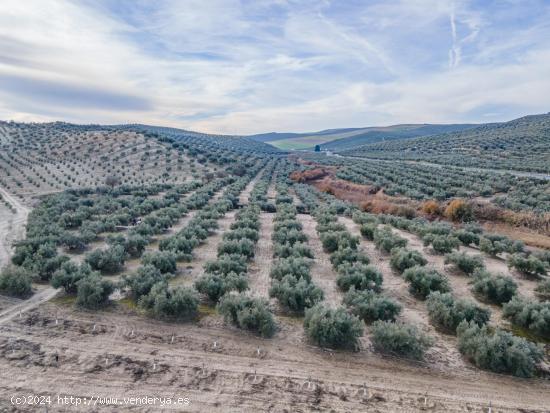 FINCA DE OLIVOS  Y ALMENDROS EN VEGAS DEL GENIL - GRANADA