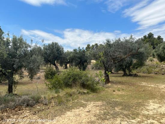 Finca de olivos en producción - TERUEL