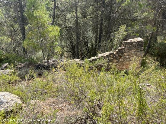 Finca de olivos en producción - TERUEL