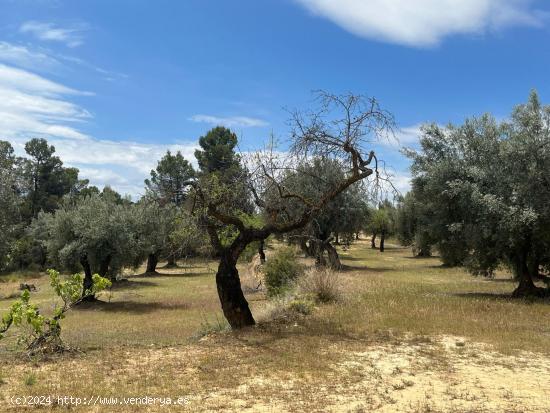 Finca de olivos en producción - TERUEL