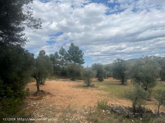 Finca de olivos en barrancos - TERUEL