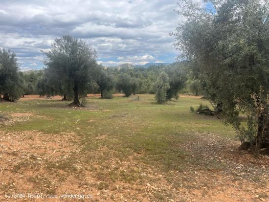 Finca de olivos en barrancos - TERUEL