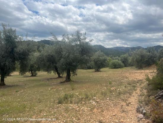 Finca de olivos en barrancos - TERUEL