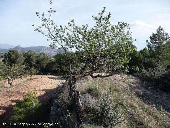 Finca rústica en Bot - TARRAGONA