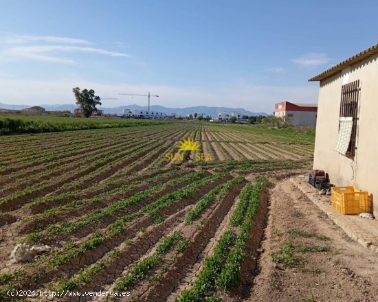 Finca en venta en Algorfa (Alicante)