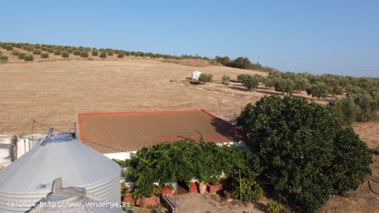 Nave industrial en Traspaso en Burgo, El Málaga