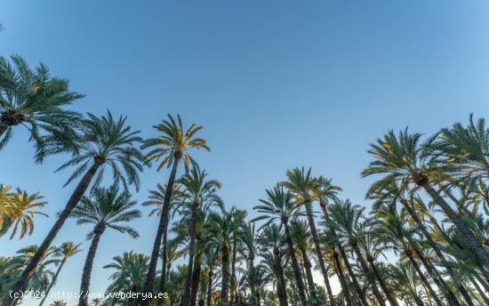 TU CAPRICHO EN EL CENTRO DE ELCHE - ALICANTE