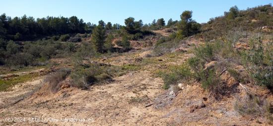 OPORTUNIDAD GRAN FINCA RUSTICA DE SEMBRADURA DE 8,2 HAS. EN LA TORRE DE L´ESPANYOL - TARRAGONA