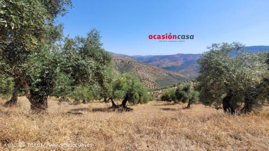 OLIVAR EN VENTA EN POZOBLANCO - CORDOBA