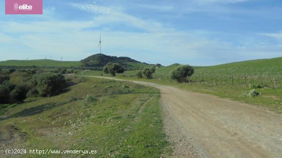 MAGNIFICA DEHESA EN ALCALA DE LOS GAZULES - CADIZ