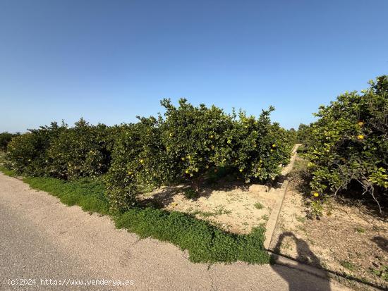  TERRENO RURAL  EN POLIÑA DE XUQUER,  CON NARAJOS. - VALENCIA 