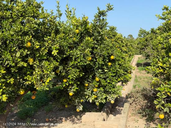 TERRENO RURAL  EN POLIÑA DE XUQUER,  CON NARAJOS. - VALENCIA