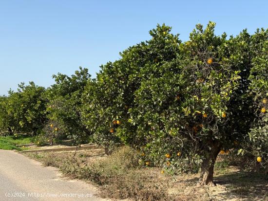 TERRENO RURAL  EN POLIÑA DE XUQUER,  CON NARAJOS. - VALENCIA