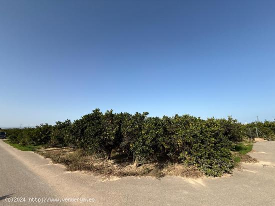 TERRENO RURAL  EN POLIÑA DE XUQUER,  CON NARAJOS. - VALENCIA