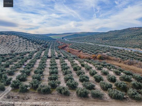  FINCA DE OLIVOS  Y ALMENDROS EN VEGAS DEL GENIL - GRANADA 