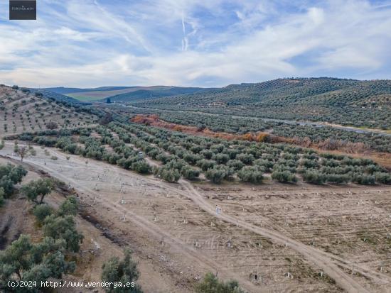 FINCA DE OLIVOS  Y ALMENDROS EN VEGAS DEL GENIL - GRANADA