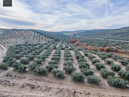 FINCA DE OLIVOS  Y ALMENDROS EN VEGAS DEL GENIL - GRANADA