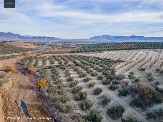 FINCA DE OLIVOS  Y ALMENDROS EN VEGAS DEL GENIL - GRANADA