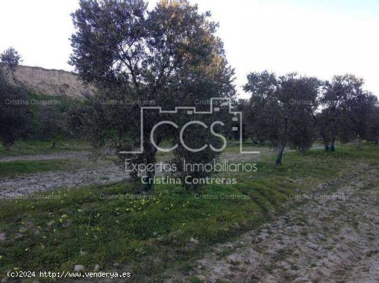  SE VENDE Finca 17,5ha de olivar en Valencina de la Concepción - Aljarafe 