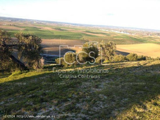 SE VENDE Finca 17,5ha de olivar en Valencina de la Concepción - Aljarafe