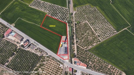 SE VENDE  PARCELA/SECADERO + CAMPO 4 HANEGADAS DE ARROZ + NAVE/GRANERO