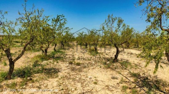 TERRENO RUSTICO CON NAVE en ARBECA