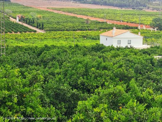 FINCA DE NARANJOS 30.000m2 CON CHALET Y PISCINA - VALENCIA