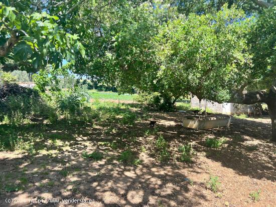 TERRENO CON DOS CASITAS Y ALMACEN EN LA MUELA - CADIZ