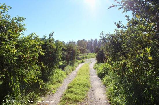 FINCA EN CARTAMA - MALAGA