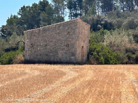 Magníficos terrenos rústicos en Sineu - BALEARES