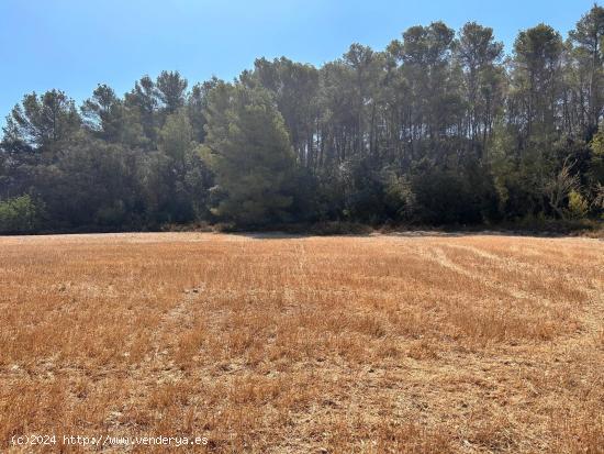 Magníficos terrenos rústicos en Sineu - BALEARES