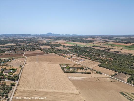 TERRENO CAMINO MANACOR VILAFRANCA - BALEARES