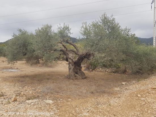 FINCA RÚSTICA de 5 HECTAREAS - TARRAGONA