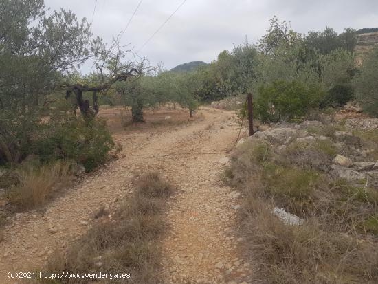 FINCA RÚSTICA de 5 HECTAREAS - TARRAGONA