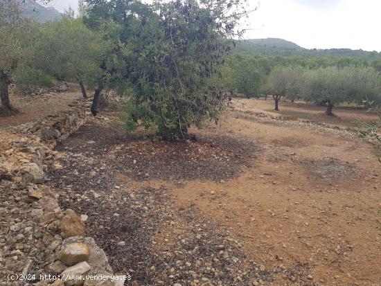 FINCA RÚSTICA DE 2,5 HECTÀREAS CON AGUA - TARRAGONA