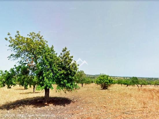 Terreno de 14.792 m2 con proyecto de vivienda y piscina en Manacor - BALEARES