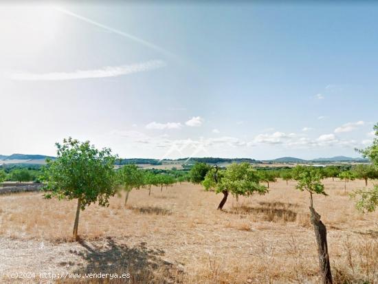 Finca rústica de 37.659 m2 con proyecto de vivienda y piscina en Manacor - BALEARES