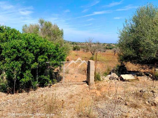 Terreno de 14.038 m2 con proyecto de vivienda y piscina en Manacor - BALEARES