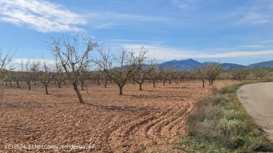 Se Vende en Pinoso - ALICANTE