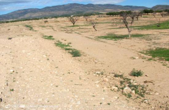 Se Alquila en Fuente alamo de Murcia - MURCIA