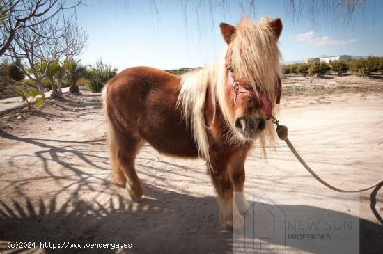 Se Vende en Orihuela - ALICANTE