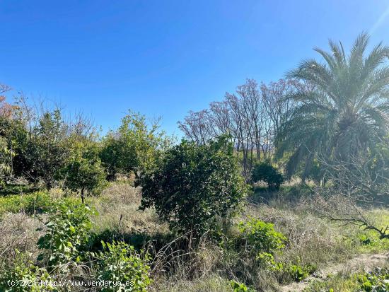 TERRENO DE HUERTA CON MUCHO ARBOLADO EN NONDUERMAS - MURCIA