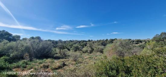 SE VENDE TERRENO CON GRAN PROYECTO. - BALEARES