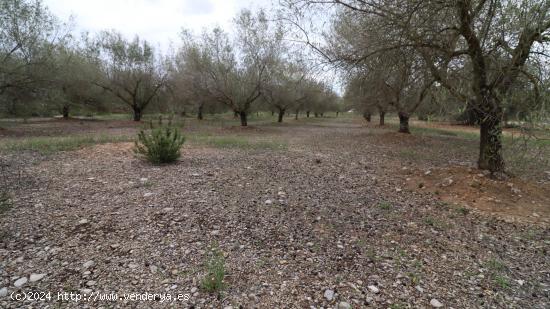 Finca de olivos - TARRAGONA