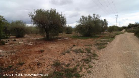 Finca de olivos - TARRAGONA