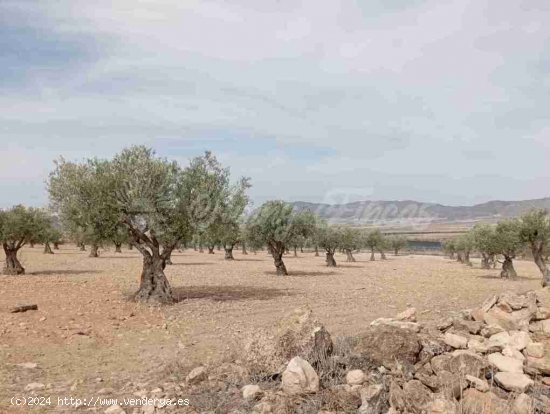 Suelo rústico en Venta en Yecla Murcia